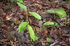 Stachyphrynium spicatum